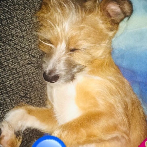 Meet your Posher, Aariel - Picture 1 of 1